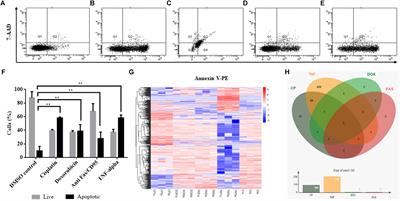 Transcriptomics Analysis of Circular RNAs Differentially Expressed in Apoptotic HeLa Cells